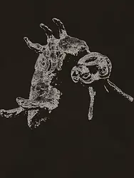 Metamorfoze