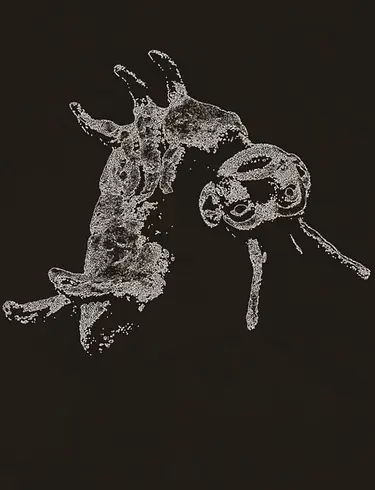 Metamorfoze