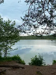 Ummis un lobēlija